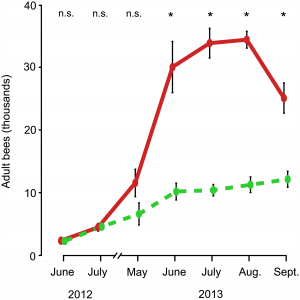 Dynamique de la population d'abeilles adultes de juin 2012 à septembre 2013 En vert : colonies logées dans de petites ruches. En rouge : colonies logées dans de grandes ruches. 