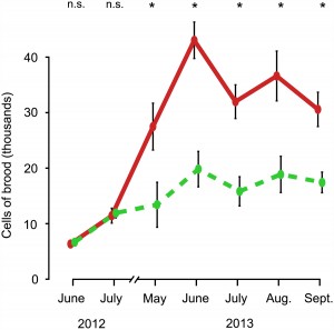 Dynamique de la quantité de couvain de juin 2012 à septembre 2013 En vert : colonies logées dans de petites ruches. En rouge : colonies logées dans de grandes ruches. 
