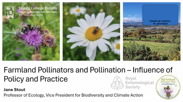 Crise de la diversité des pollinisateurs des terres agricoles : synthèse d’un webinaire très complet