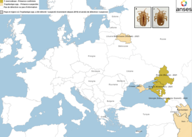 Une mise en garde concernant l’arrivée de Tropilaelaps en France