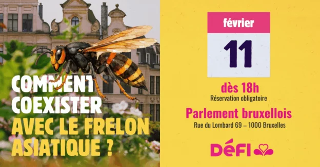 Colloque sur le frelon asiatique au Parlement bruxellois (11/02/26)