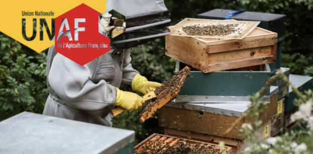 Les dernières découvertes scientifiques concernant l&rsquo;apprentissage des abeilles mellifères